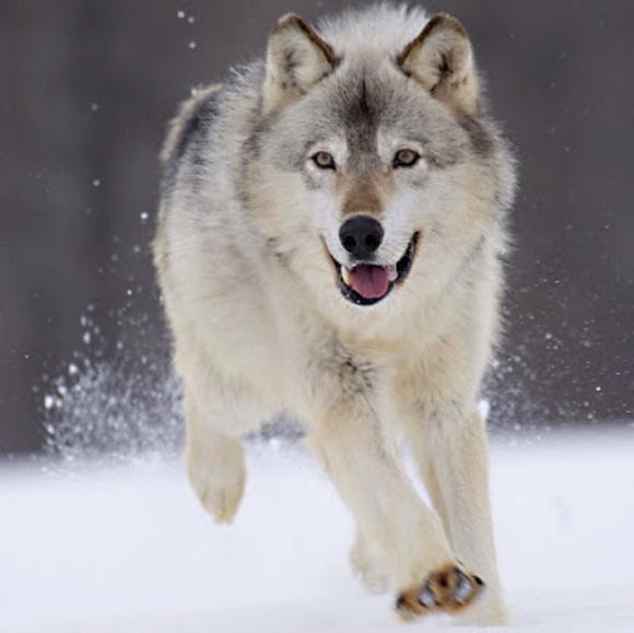 Meet your Posher, Andrew - Picture 1 of 1